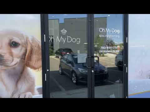 Miniature Highland Cattle enjoy a day at Oh My Dog Spa!