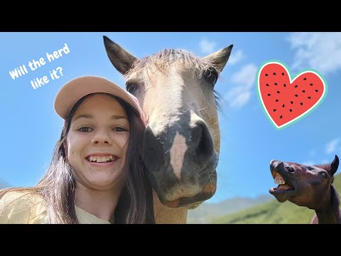 The horses try WATERMELON! *absolute chaos*