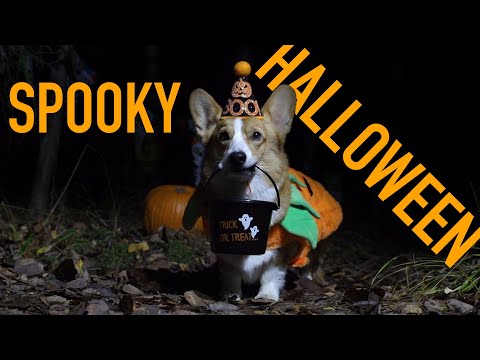 HALLOWEEN ADVENTURE - Topi the Corgi