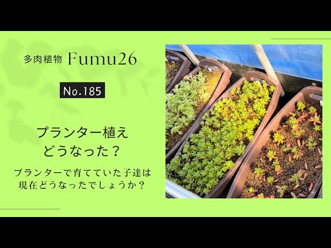 【多肉植物】寄せ植え用プランター植えした子達はどうなったでしょうか？