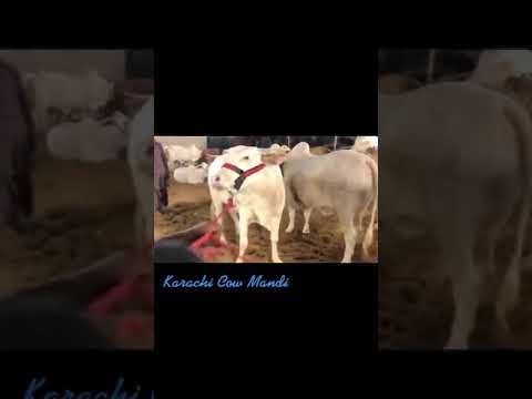 beautiful cow tiktok