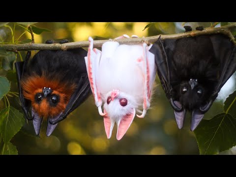 I Made Adorable Baby Bats l Resin Art Doll DIY