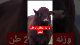 اكبر عجل لحم ف العالم وزنه حوالى 2طن لحم يا ساتر #هاشتاج #short