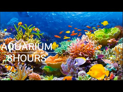 AQUARIUM &Relaxing music｜リラックスできる音楽と熱帯魚