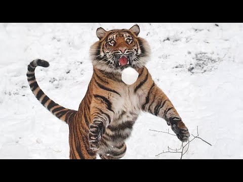 Funny Animals ENJOY some time out in the SNOW!