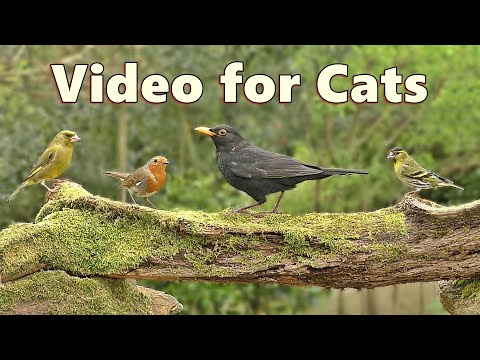 Videos for Cats to Watch ~ Woodland Birdwatching