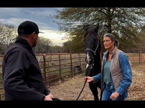 Helping a rescued abused race horse in Texas!!