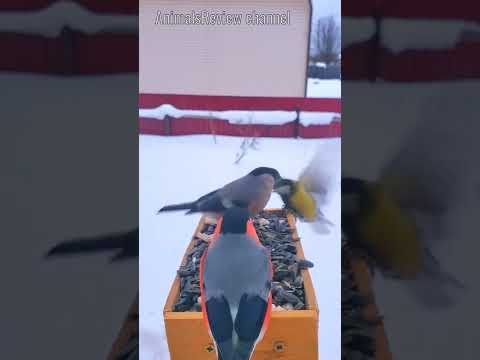 Eurasian Bullfinch Birds (Male & Female) Eating Sunflowers Seeds in Winter #shorts