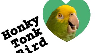 Honky Tonk Bird