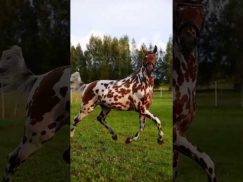 This Appaloosa😍