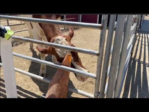 COW PLAYS WITH ORANGE STREET CONE - HAPPY COW - SMART COW