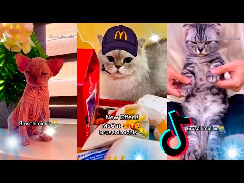 🤣 Mejores Videos de Gatos Bruschimichis | Compilación Divertida de Gatos Graciosos