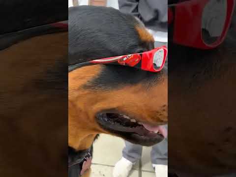 The Coolest Dog