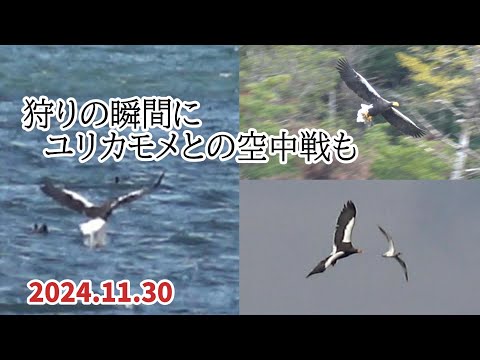 7年越しに撮影できた！【オオワシ】山本山のおばあちゃん