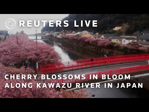 LIVE: Cherry blossoms in bloom along Kawazu River in Japan | REUTERS