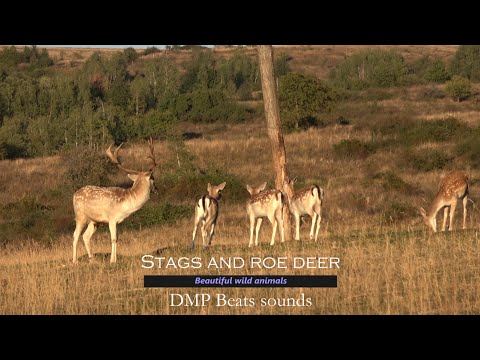 DMP Beats Sounds - Stags and deer /video 4K UHD original video by DMP beats sounds 2023