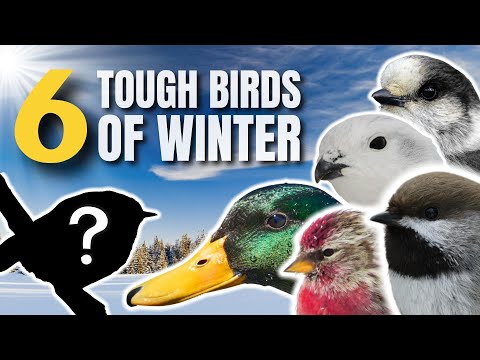 TOUGH BIRDS of WINTER | HOW do they SURVIVE it?