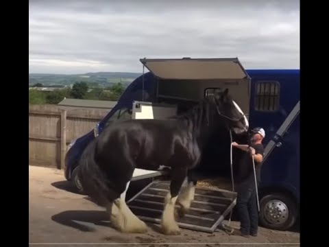 Beautiful shire horse refuses to go into the horse box