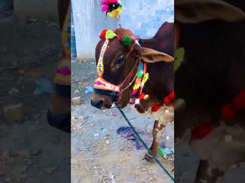 beautiful cow tiktok video