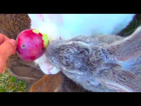 Feeding Bunny Rabbits, Hand Feeding