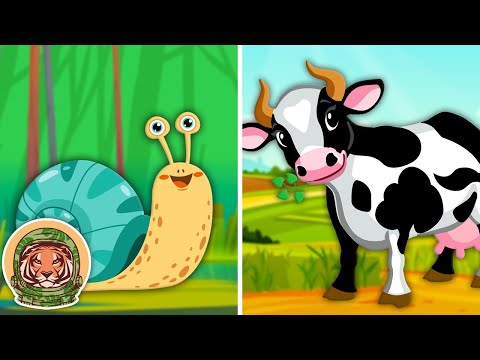 Animals That Live In Groups! (Pack Animals) | Animal Songs For Kids | KLT WILD