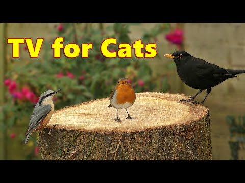 Cat TV - Absolutely Beautiful Birds of Britain ⭐ 8 HOURS ⭐