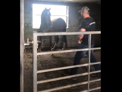 Horse has been terrified for 28 years!! Can I help??