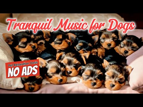 Chill Your Dog with 8 HOURS of Relaxing Music | Pet Relaxation Oasis