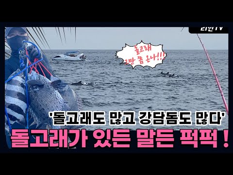 🐬돌고래가 있든 말든 퍽퍽 때리는 고기들!! (제주도 도보포인트 돌돔 낚시)