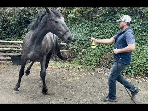 Huge Horse terrified of the spray bottle!!