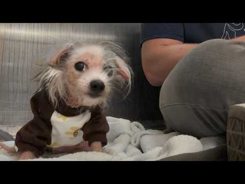 Watch the Moment this Neglected Dog is Reunited with Her Sister 🥹