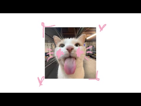 pov: you're a silly cat (˶ˆᗜˆ˵) (mood-boosting playlist!!)