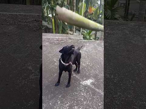 Black labrador laika