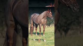 Beautiful American Quarter Horses