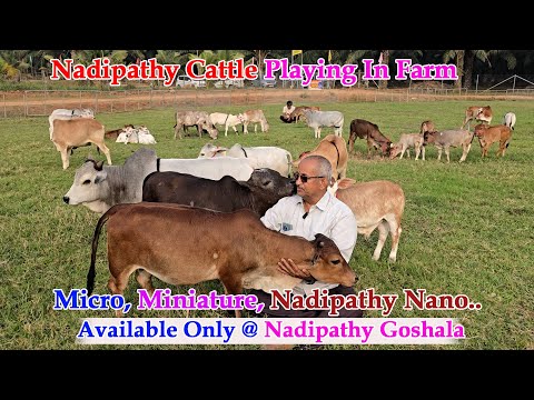 Nadipathy cattle | 1 -2 Feet Height | #youtube #animals #cow #youtubeshorts #yt #indiancattle