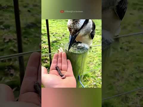 The kind man saved a helpless bird #wildlife #birds #rescue #animals