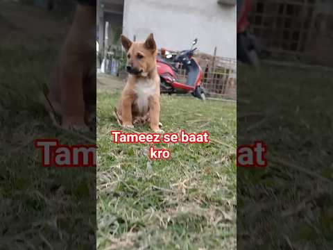 Street dog puppies l #comedy #funny #love #shortvideo