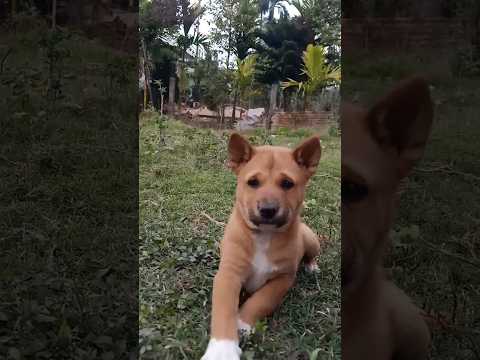 Cute puppies#short street dog puppies