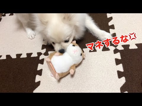 ブチキレ！ワイのマネするな！ポメラニアン