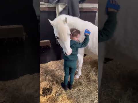 Some ponies are born to be children’s ponies - Mr Darcy is one of those ponies!! #horse  #equestrian