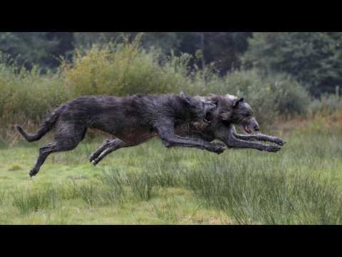 The wolf EXTERMINATOR - Irish Wolfhound! A Murderer or a Pet?