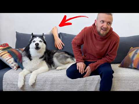 Husky and Cats Didn't See This Coming! A Mysterious Hand Behind the Couch