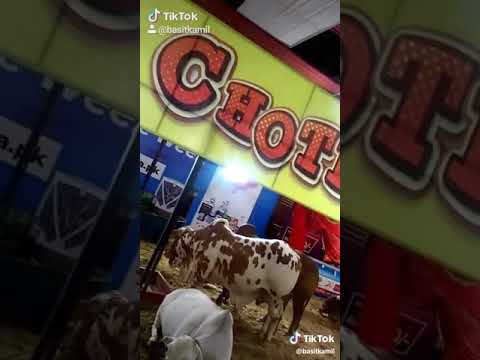 beautiful cow tiktok