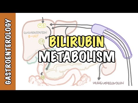 Bilirubin Metabolism - unconjugated and conjugated bilirubin