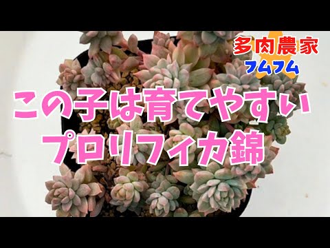 【多肉植物】とても育てやすい多肉です✨