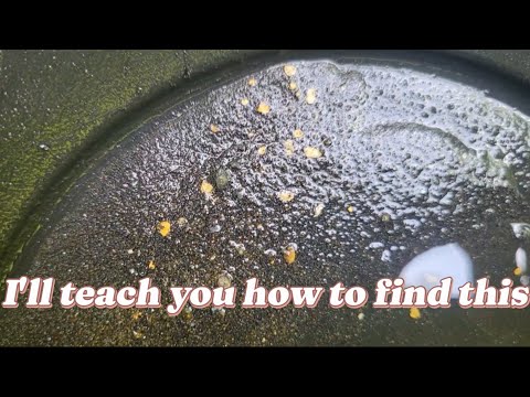 Never Give Up Looking For Gold #goldprospecting #completeprospecting