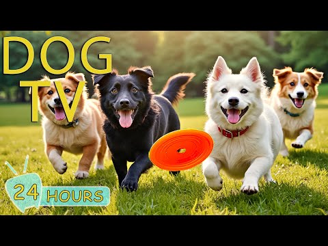 DOG TV for Dogs to Watch: Best Videos for Dogs to Prevent Boredom & Anti Anxiety - Music for Dogs