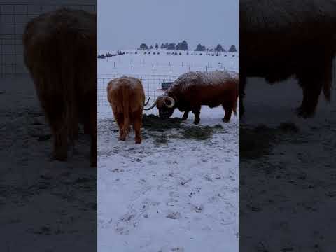 Feeding the Highland Coos on a very cold winter morning! #highlandcows #colorado #ranching