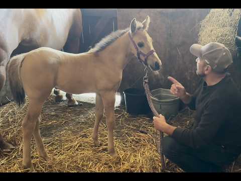 Putting head collar on for the first time on a 13 day old foal!!