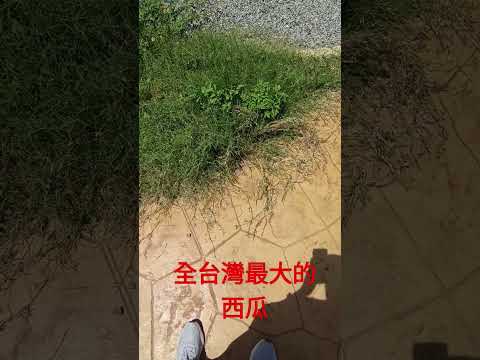 全台灣最大的西瓜